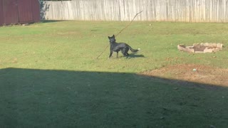 Love plays with a stick 3 times her size