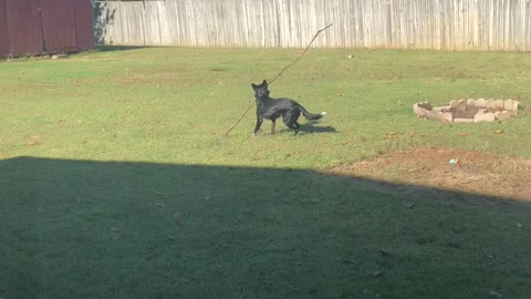 Love plays with a stick 3 times her size