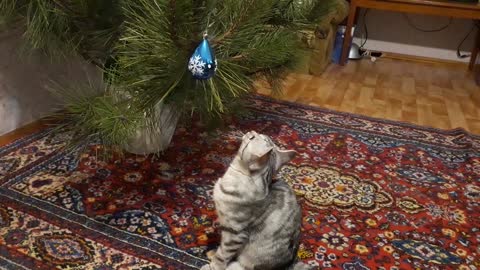 The cat and the tree.