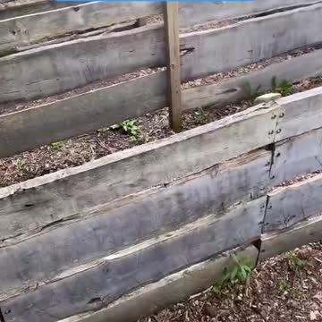 Smart Dog running through a maze.