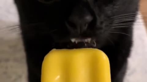 Funny cat licks