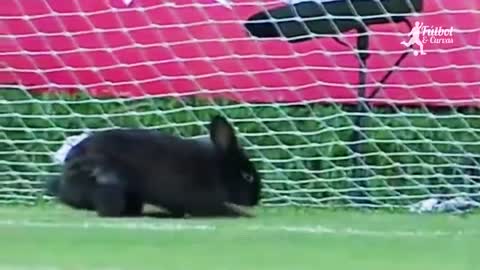 Funniest moments with animals on the football field