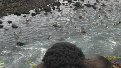 sea of jeju island with black sheep