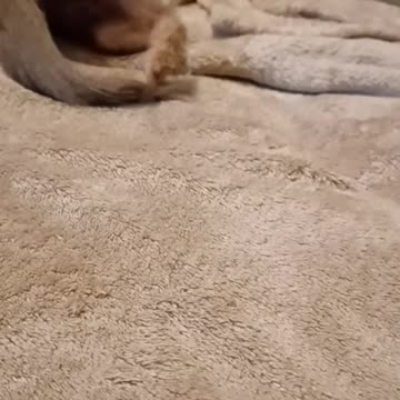 Ever see a ferret up close???!!!