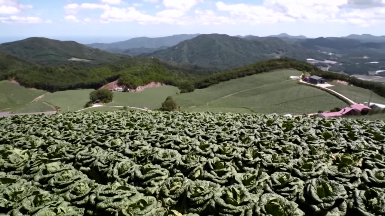 Korean staple kimchi under climate threat in its homeland | REUTERS