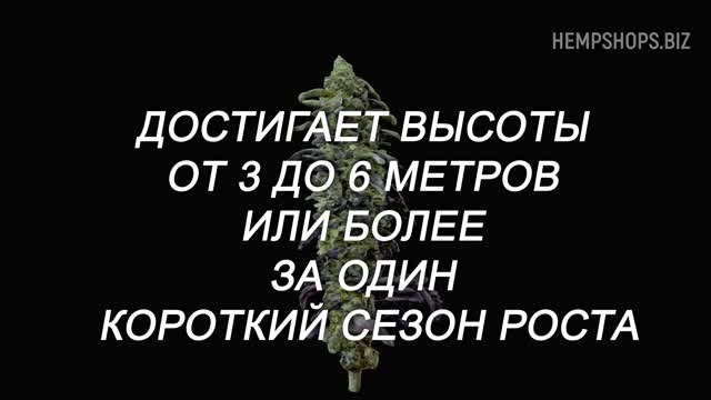 Почему конопля так важна в истории. Купить из конопли, конопля можно, продукты из конопли.