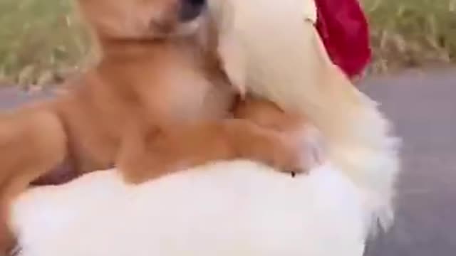 Cute Dog