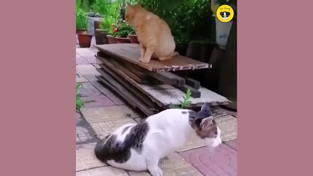 Funny Dog And Cat ππΆπ» Funniest Animals