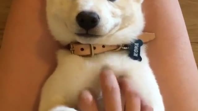 comfortable puppy