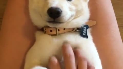comfortable puppy