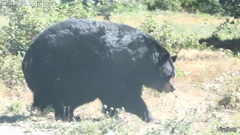 A Really Round Bear