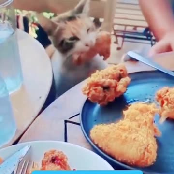 Orange Cat Steals Customer's Fried Chicken