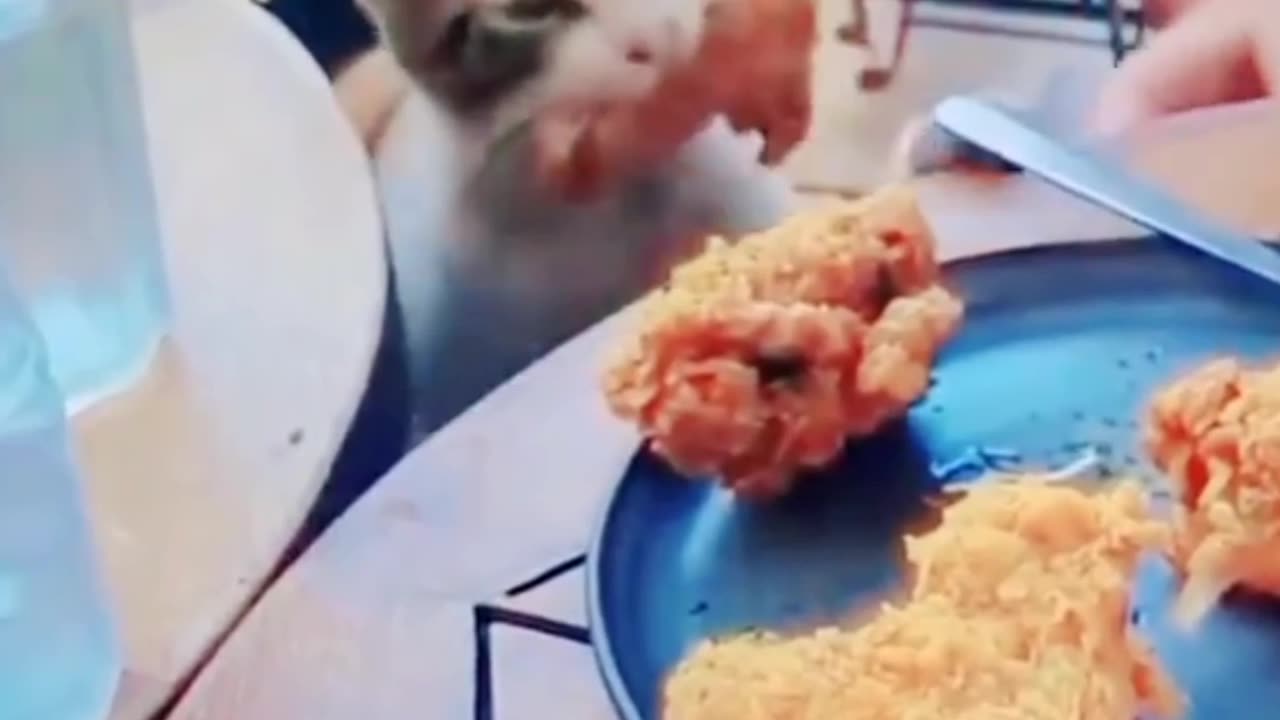 Orange Cat Steals Customer's Fried Chicken