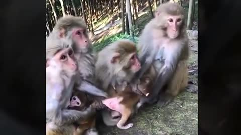 funny monkey video 16