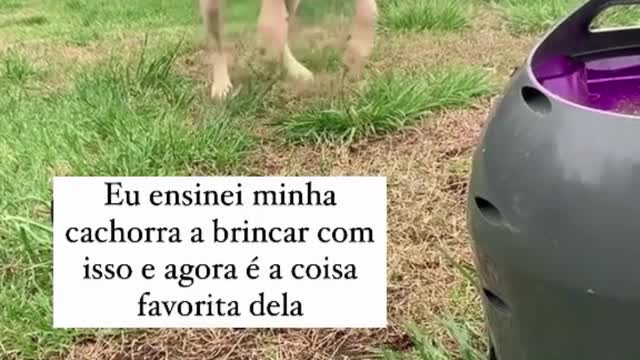 Como adestrar SEU DOG em casa