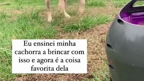 Como adestrar SEU DOG em casa