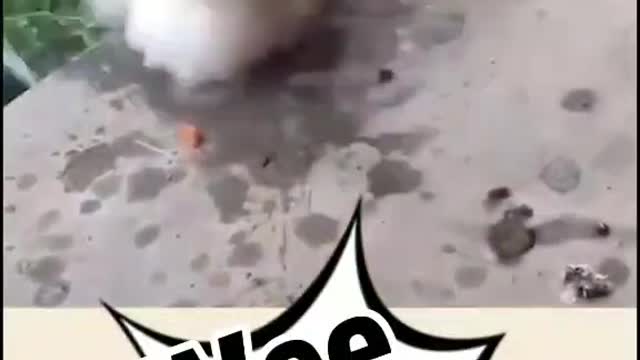 funny animal tiktok video cute animal