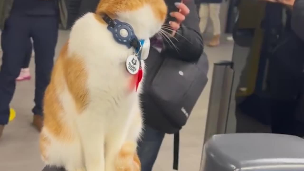 Stevenage Train Station Cat 🚂🐱