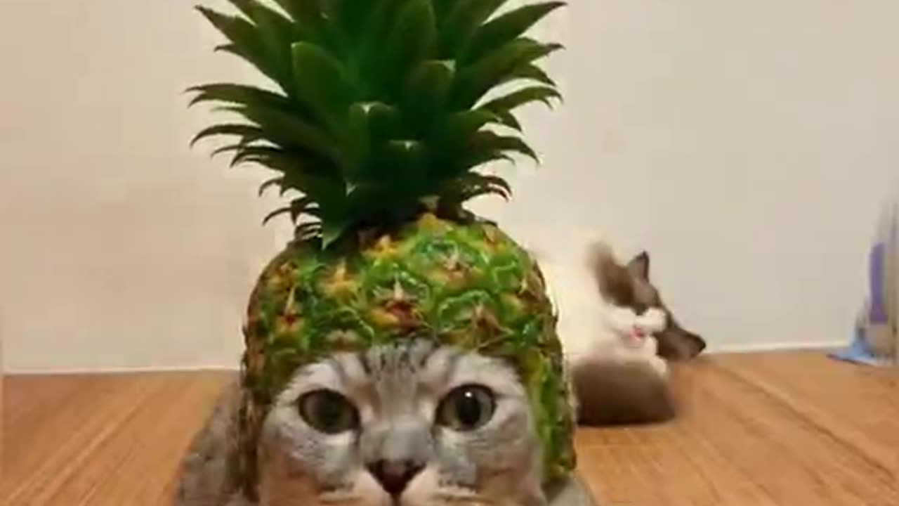 Funny 🐱🐱 cat