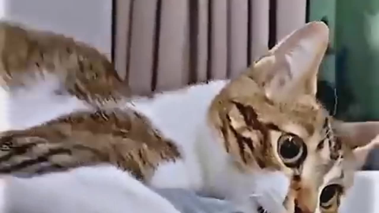 Funny Video Animal