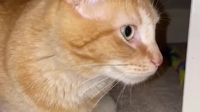 cute cat