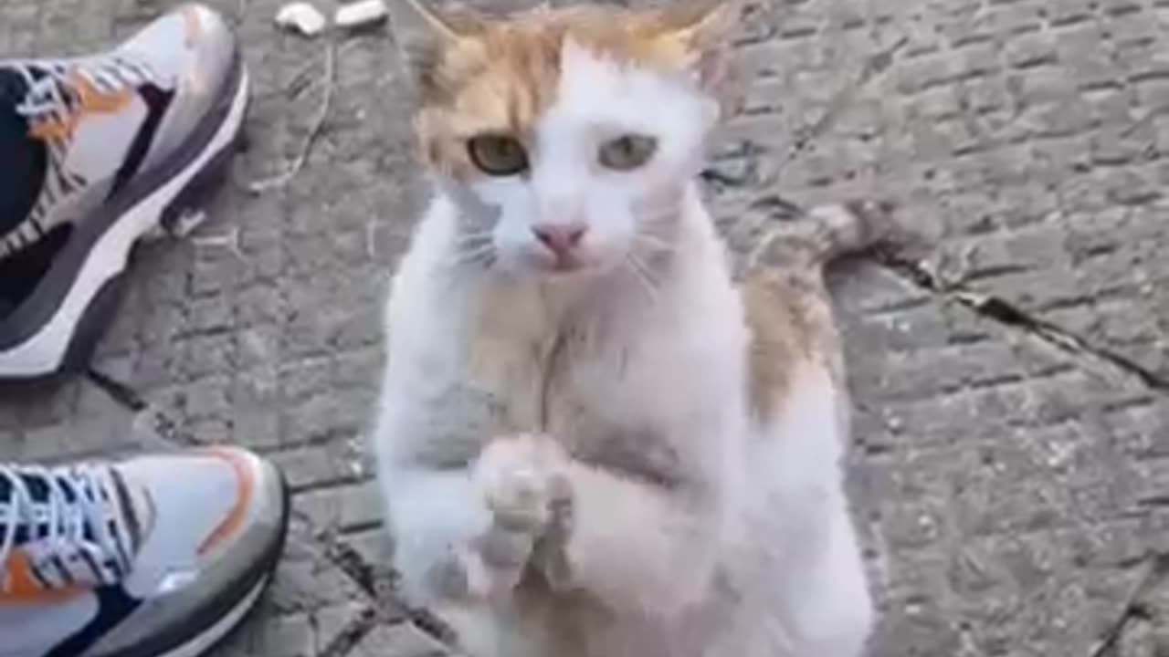 cat viral video