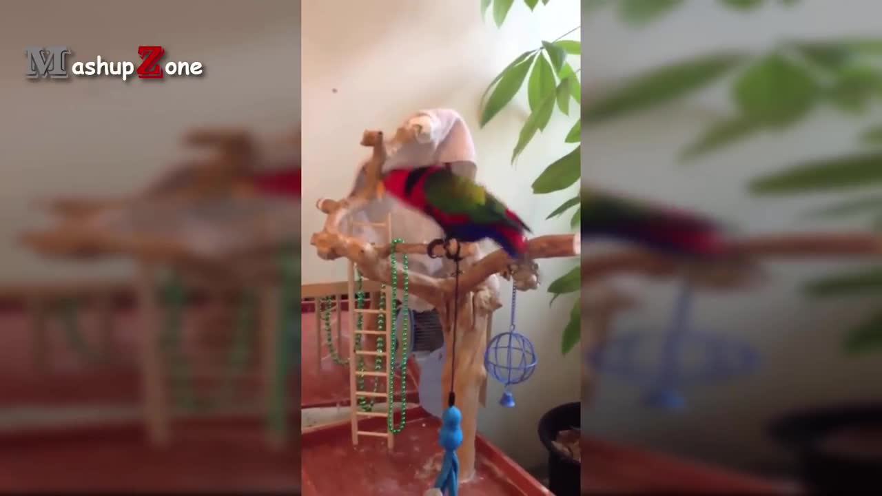 parrots rocking it