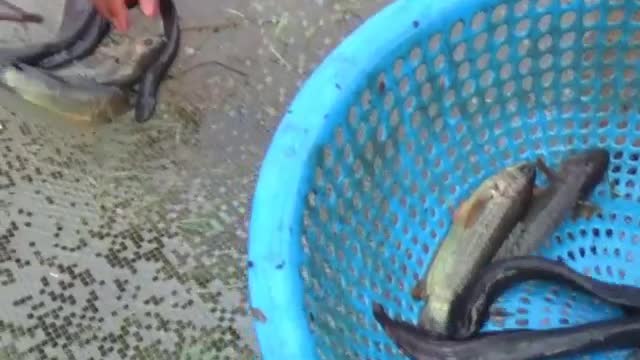 Fishing With Net in Village Pond