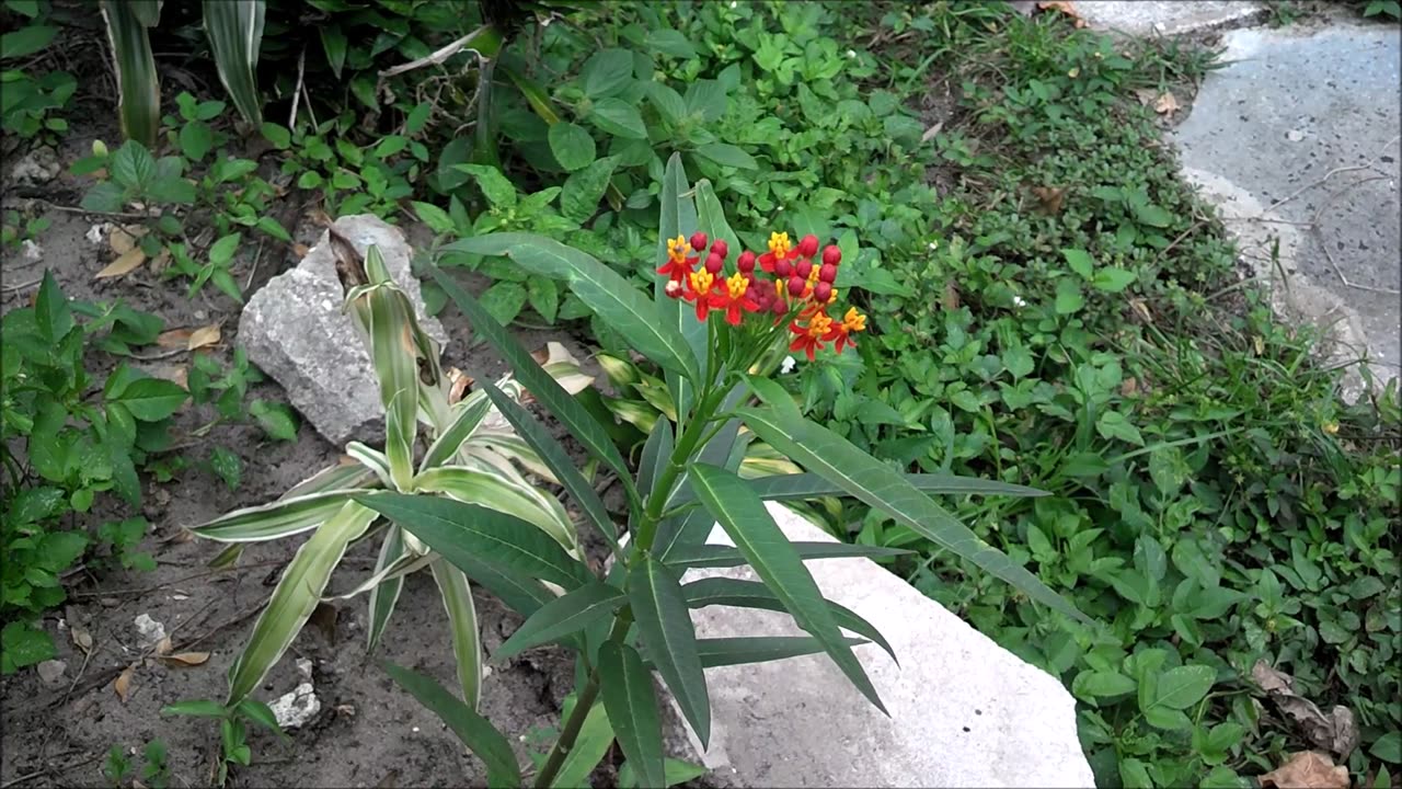 Milkweed Life. Monarch, Swallowtail Butterfly Host Plant Time Lapse Video.