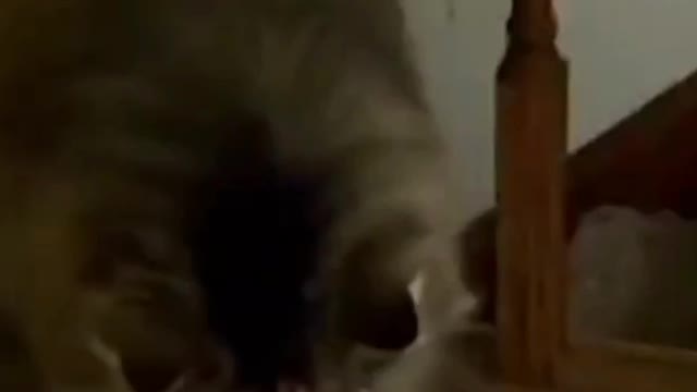 Fani video! Animal fani video!! Cat fani video!!!