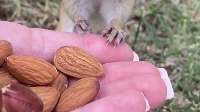 Little squirrels eat almonds