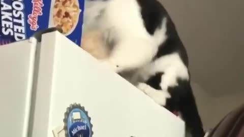 Cat grabs bag of cereal