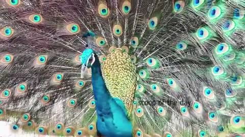 Top 10 Most Amazing Beautiful and colorful Birds