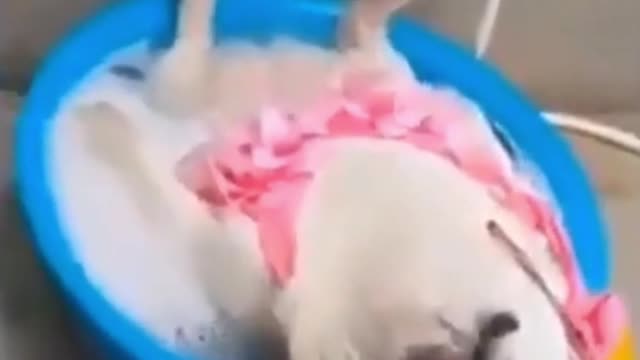 pug bath in royal style