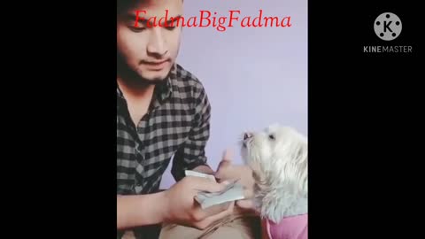 Video of a man and his dog counting money