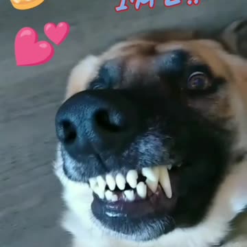 Happy 2nd Birthday to My Dog LOKi