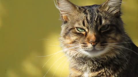 beautiful cat show love for human must watch