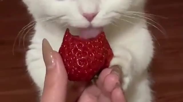 Little kitten eats strawberry with appetite