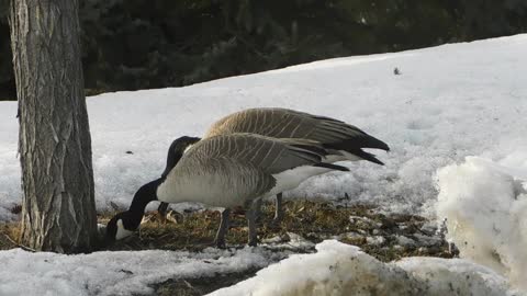 One of the most beautiful types of birds o