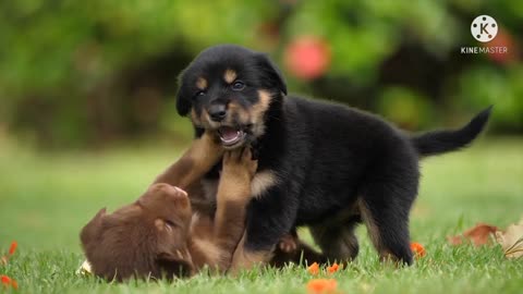 Baby Dogs-Cute and Funny Dogs Videos | PET'S WORLD