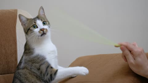 Pet owner playing with a cute cat