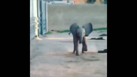 Baby elephant is running