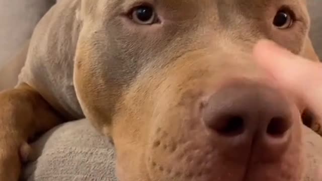Angry Pets Compilation : Funny Angry Dogs of The Week #105 #shorts