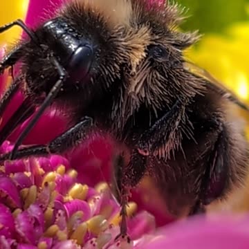 Sadly this little Bumblebee Has died later this very day