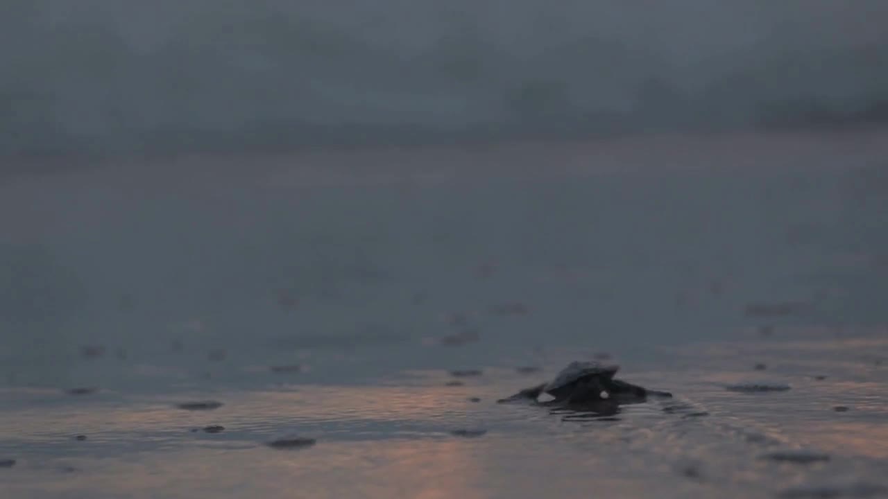 Baby Sea Turtles Hatchling Releases Crawl on The Beach