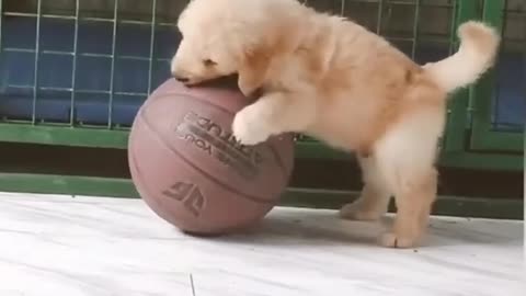 Funny Dog Playing With Ball