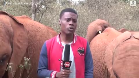 Baby elephant interrupts reporter's piece to camera