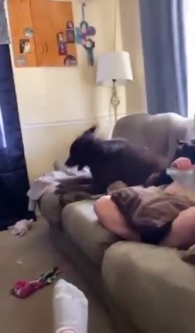 Adorable Dog Hilariously Demanding a Cookie