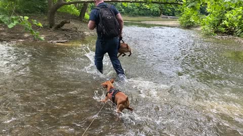 Mini Pinscher loves water