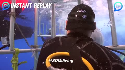 SCARIEST ANIMAL ENCOUNTERS!!!!!!